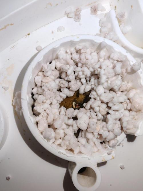 Strawberry gorilla auto. Week 0