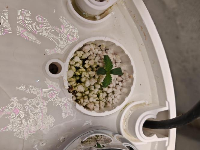 Strawberry gorilla auto. Week 1