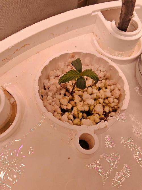 Strawberry gorilla auto. Week 1