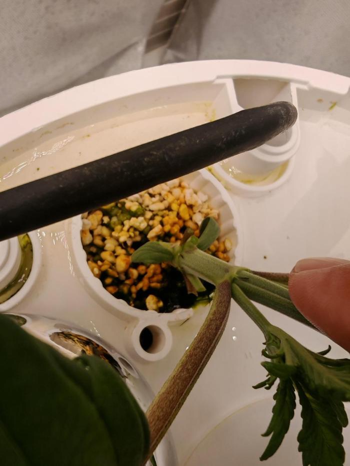 Strawberry gorilla auto. Week 2