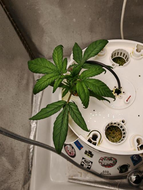 Strawberry gorilla auto. Week 3