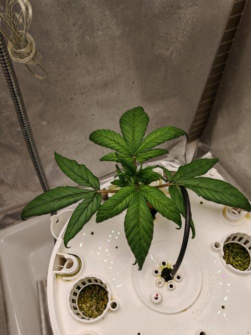 Strawberry gorilla auto. Week 3