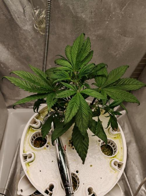 Strawberry gorilla auto. Week 4