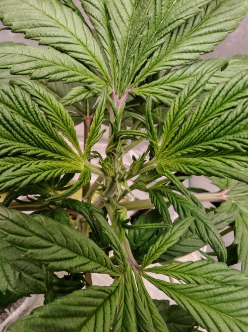 Strawberry gorilla auto. Week 4