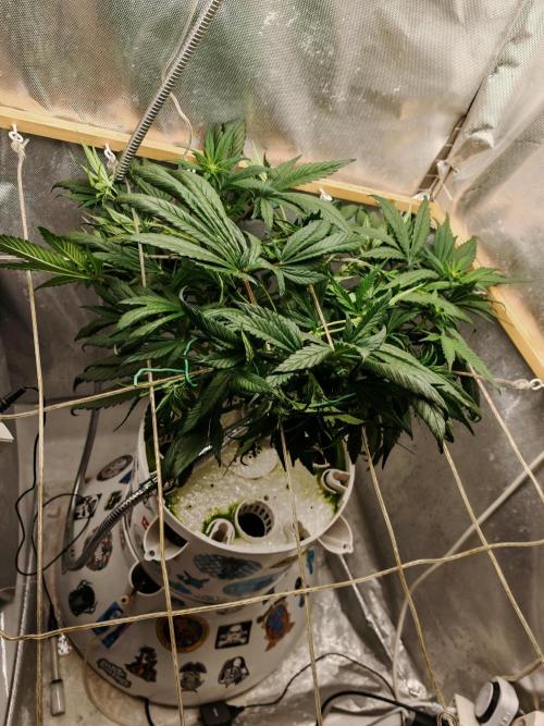 Strawberry gorilla auto. Week 6