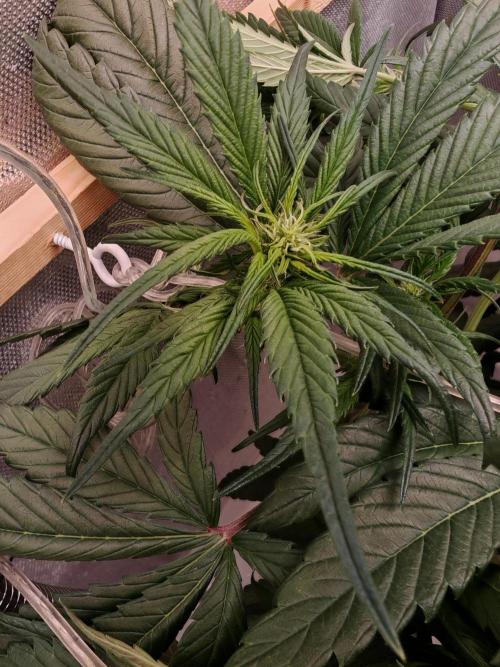 Strawberry gorilla auto. Week 6