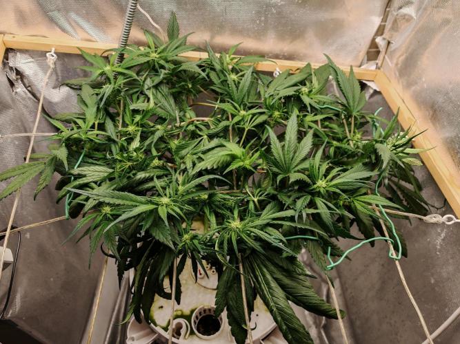 Strawberry gorilla auto. Week 6