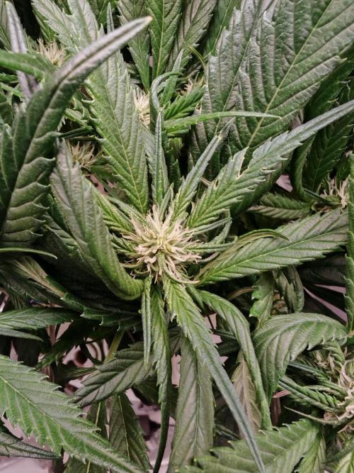 Strawberry gorilla auto. Week 7