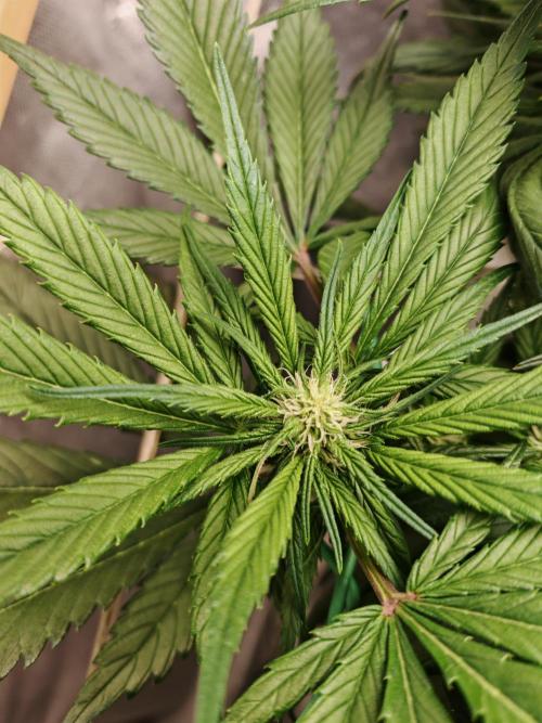 Strawberry gorilla auto. Week 7