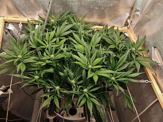 Strawberry gorilla auto. Week 7