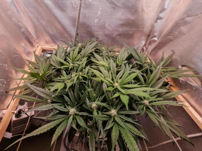 Strawberry gorilla auto. Week 7