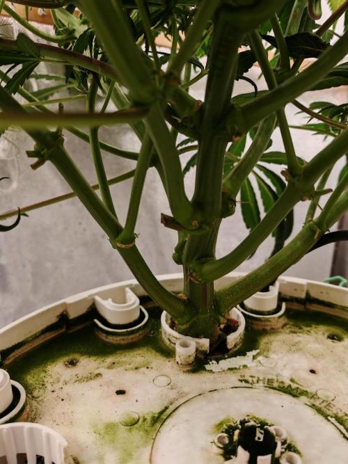 Strawberry gorilla auto. Week 7