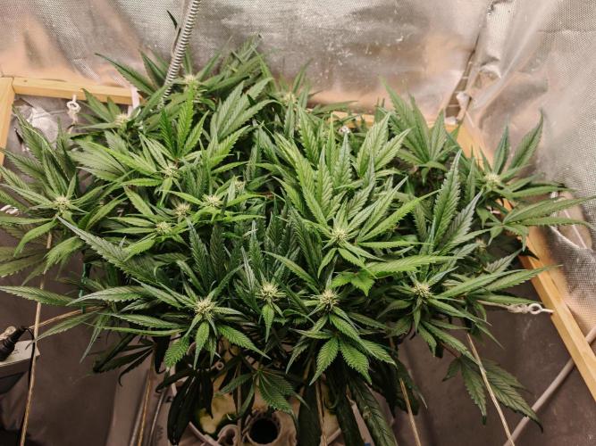 Strawberry gorilla auto. Week 7