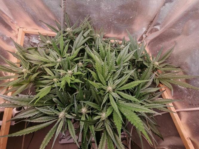 Strawberry gorilla auto. Week 7