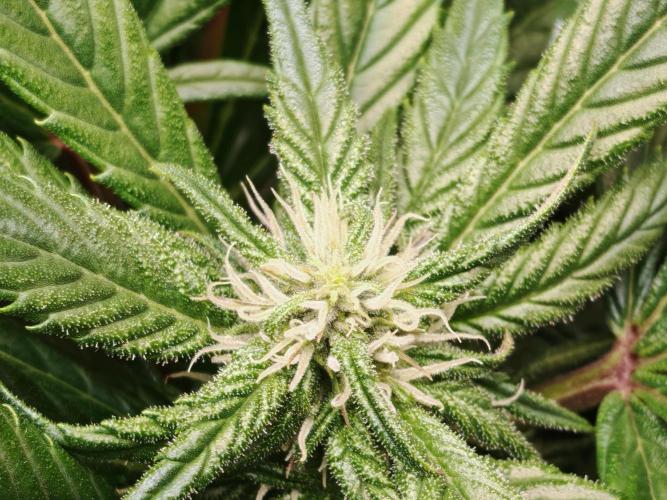 Strawberry gorilla auto. Week 7