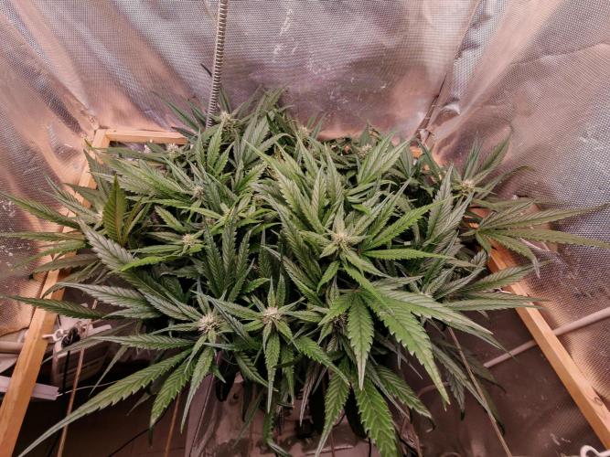 Strawberry gorilla auto. Week 8