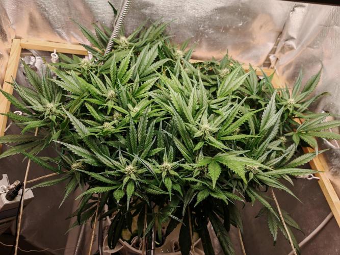 Strawberry gorilla auto. Week 8