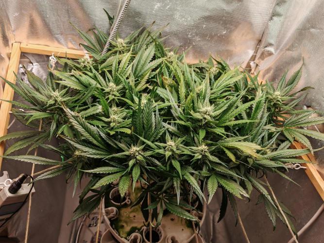 Strawberry gorilla auto. Week 8