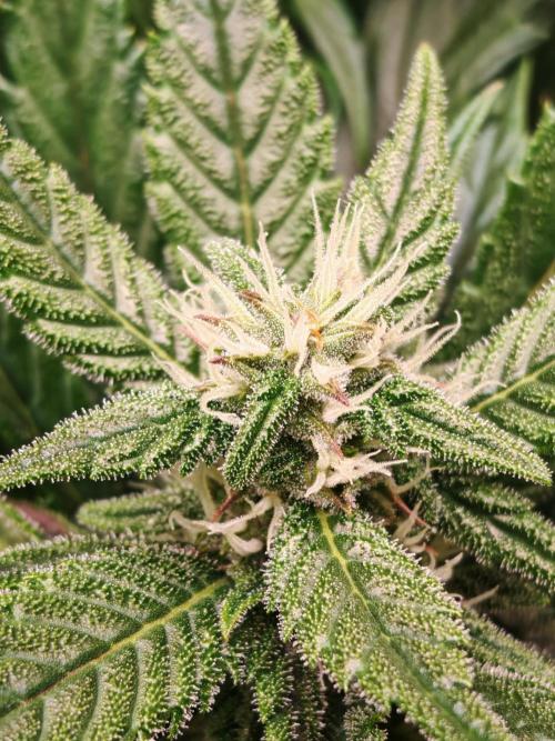 Strawberry gorilla auto. Week 8