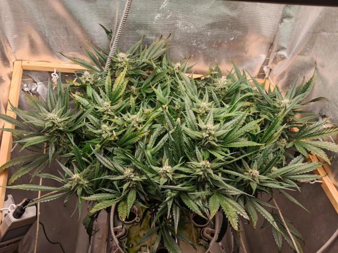 Strawberry gorilla auto. Week 9