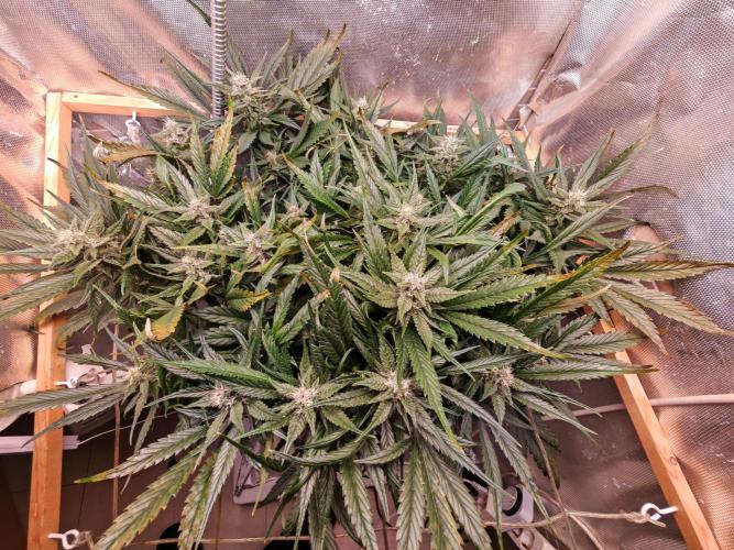 Strawberry gorilla auto. Week 9