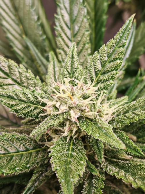 Strawberry gorilla auto. Week 9