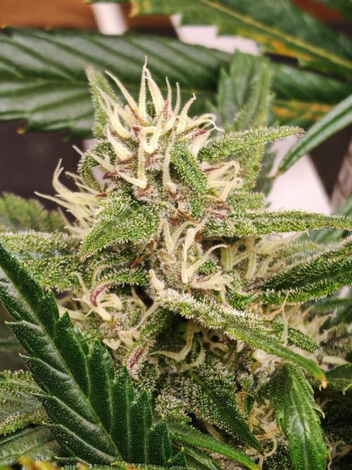 Strawberry gorilla auto. Week 9