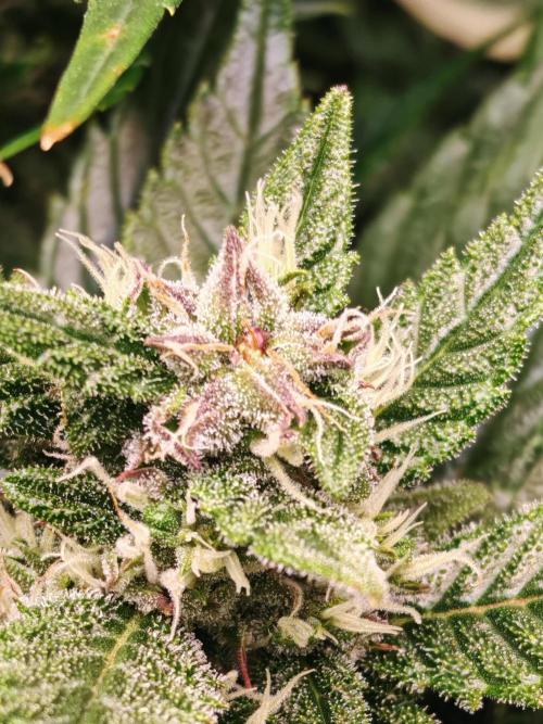 Strawberry gorilla auto. Week 9