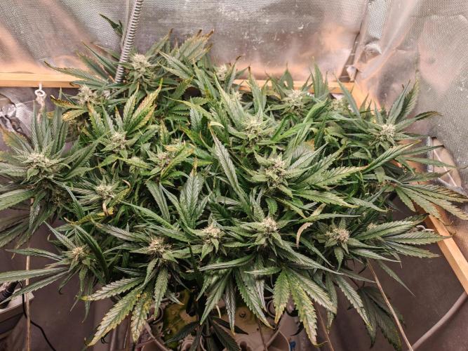 Strawberry gorilla auto. Week 9