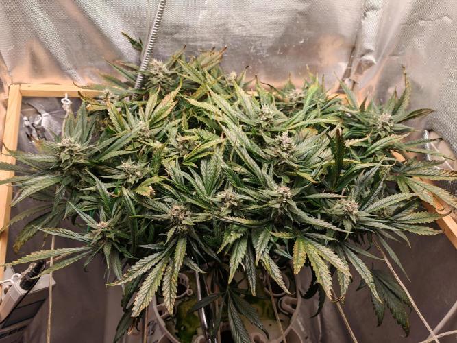 Strawberry gorilla auto. Week 10