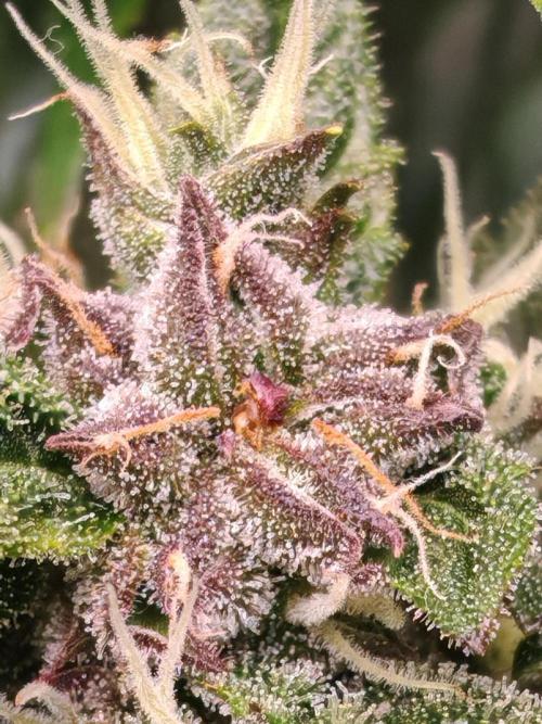 Strawberry gorilla auto. Week 10