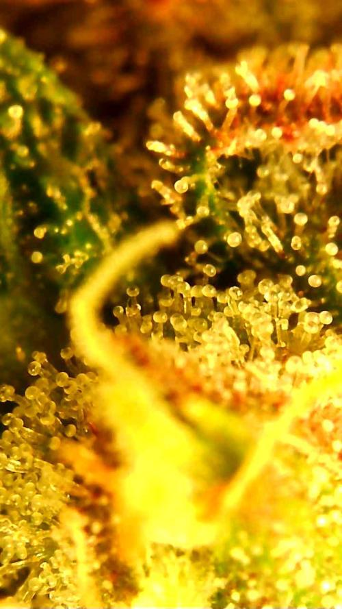 Strawberry gorilla auto. Week 10