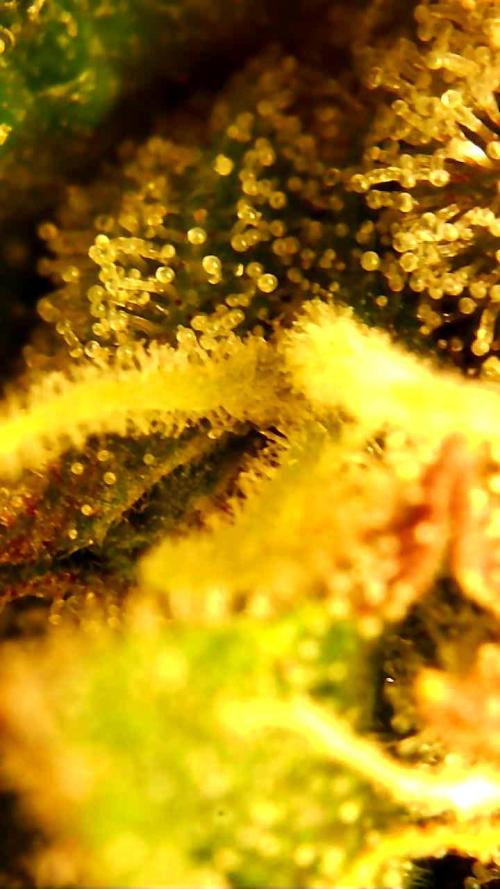 Strawberry gorilla auto. Week 10