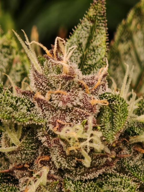 Strawberry gorilla auto. Week 10