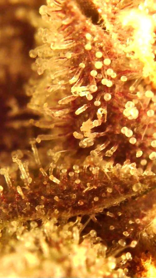 Strawberry gorilla auto. Week 10