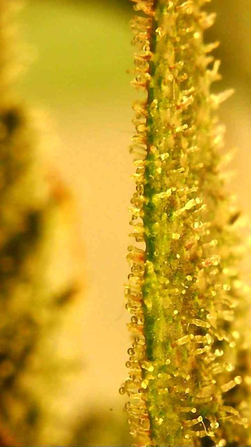 Strawberry gorilla auto. Week 10