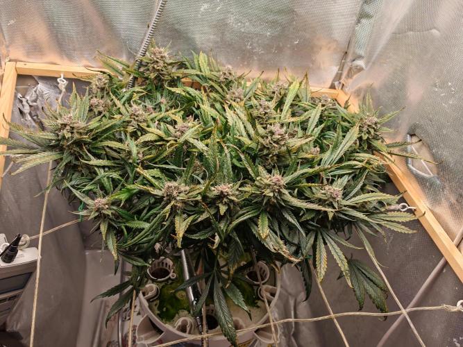 Strawberry gorilla auto. Week 11