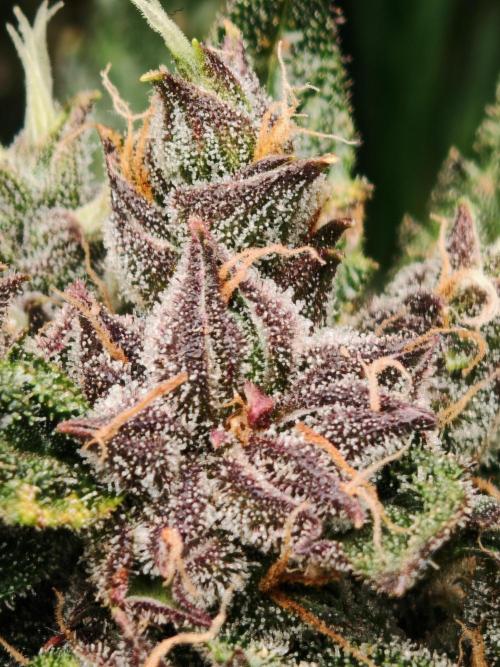 Strawberry gorilla auto. Week 11