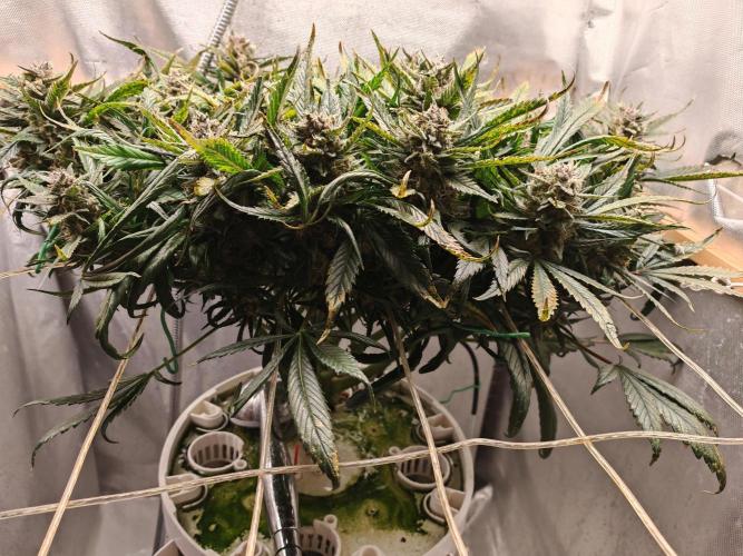 Strawberry gorilla auto. Week 11