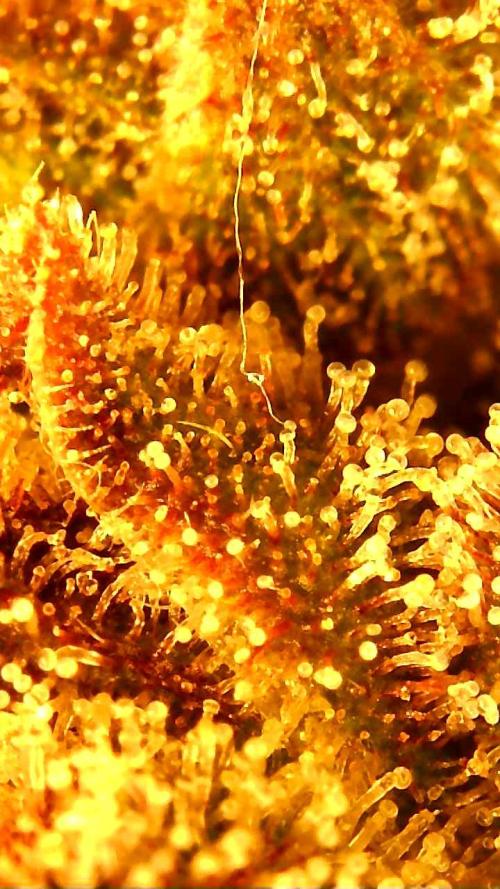 Strawberry gorilla auto. Week 11