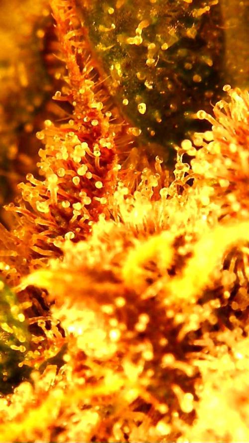 Strawberry gorilla auto. Week 11