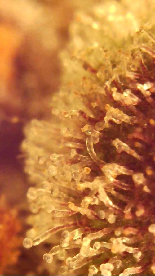 Strawberry gorilla auto. Week 11