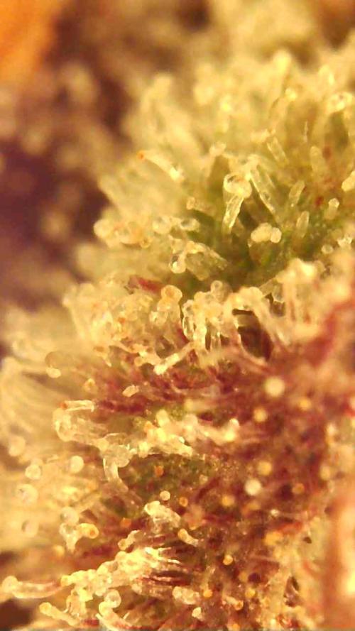 Strawberry gorilla auto. Week 11