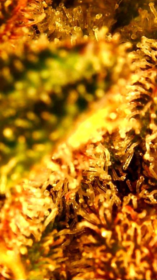 Strawberry gorilla auto. Week 11