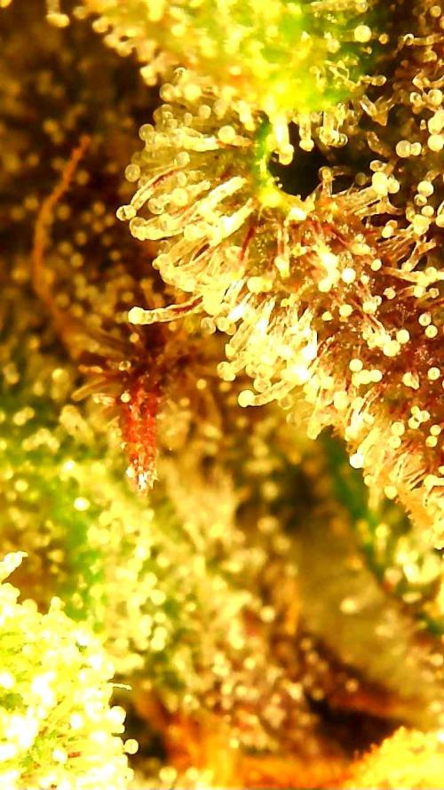 Strawberry gorilla auto. Week 11