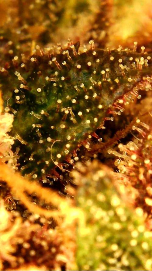 Strawberry gorilla auto. Week 12