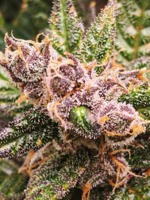 Strawberry gorilla auto. Week 13