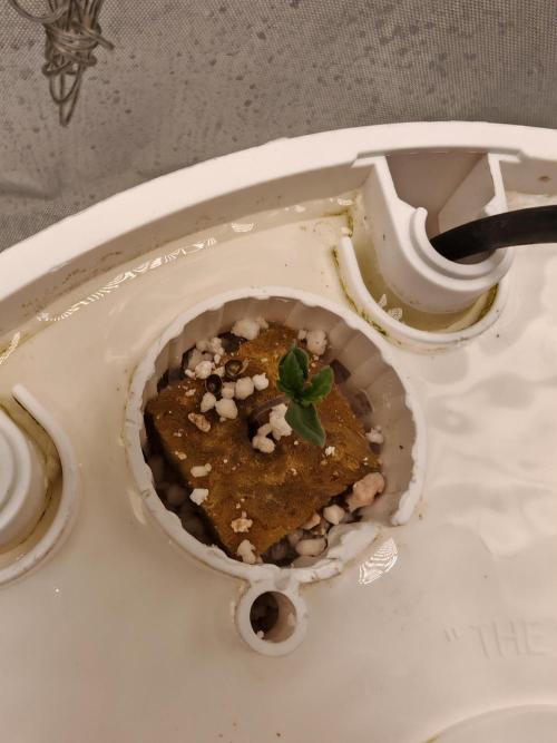 Fat monkey auto. Week 1