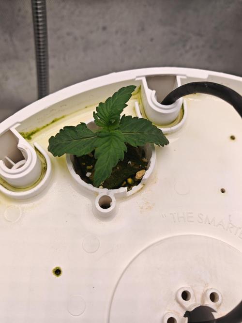 Fat monkey auto. Week 2