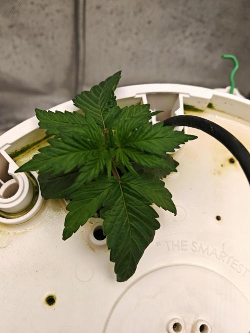 Fat monkey auto. Week 3